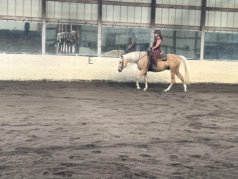 Livingston Manor Arabians