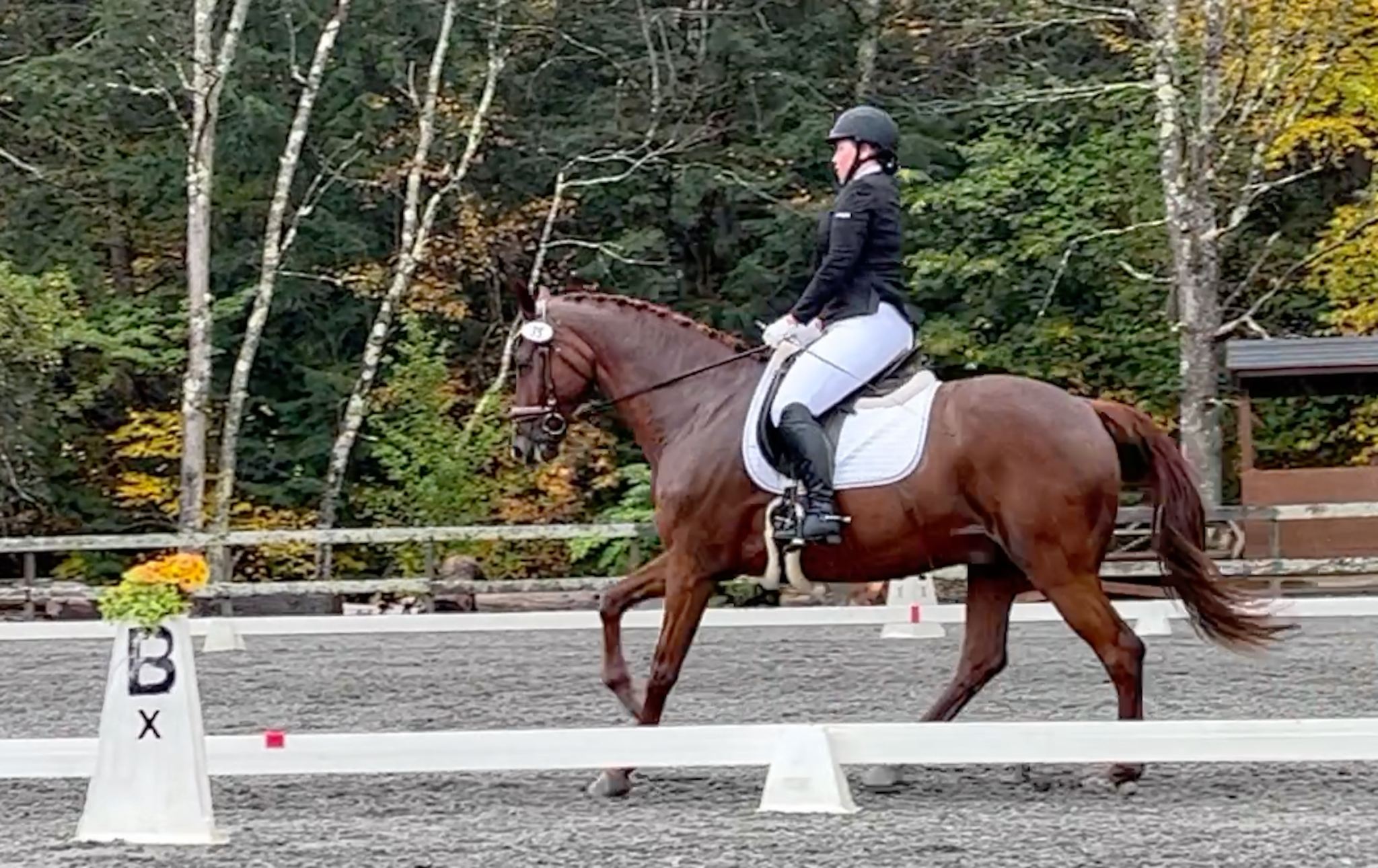 A person in equestrian attire rides a brown horse in a dressage arena with trees in the background. The arena is marked with white letters, and a flower pot with the letter B is visible on the left.