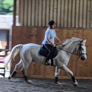 A person wearing a helmet rides a white horse at a trot inside an indoor riding arena with wooden walls and a sandy floor.